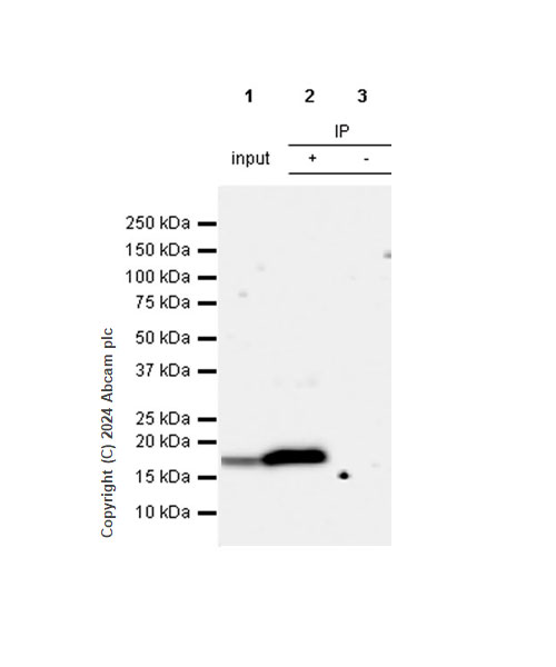 Immunoprecipitation - Anti-Cofilin antibody [RM1210] - Loading Control (ab319061), expandable thumbnail