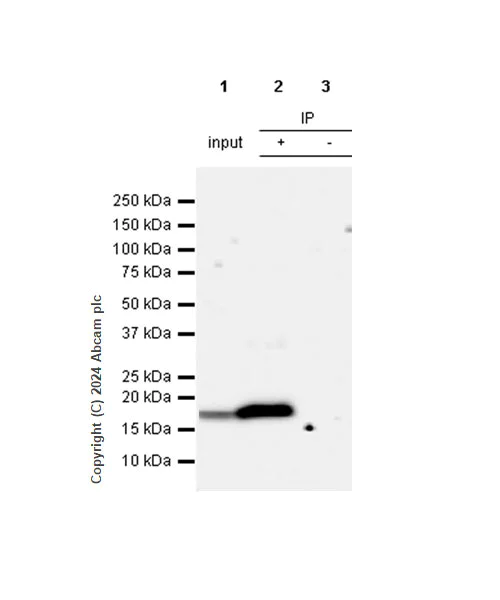Immunoprecipitation - Anti-Cofilin antibody [RM1210] - Loading Control (AB319061)