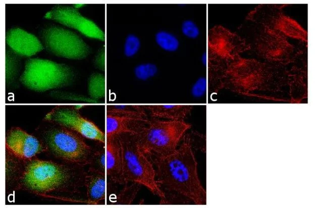 Immunocytochemistry/ Immunofluorescence - Anti-Cofilin (phospho S3) antibody (AB12866)