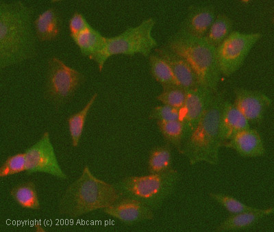 Immunocytochemistry/ Immunofluorescence - Anti-Cofilin (phospho S3) antibody (AB12866)