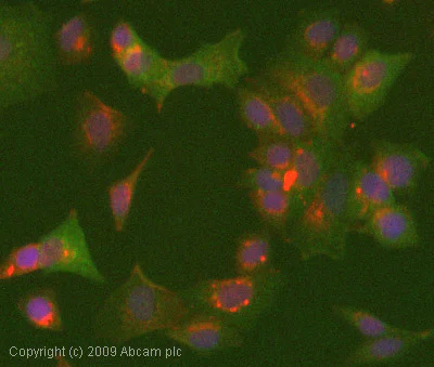 Immunocytochemistry/ Immunofluorescence - Anti-Cofilin (phospho S3) antibody (AB12866)
