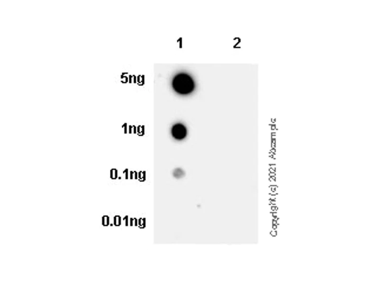 Dot Blot - Anti-Cofilin (phospho S3) antibody [EPR24753-28] (AB283500)