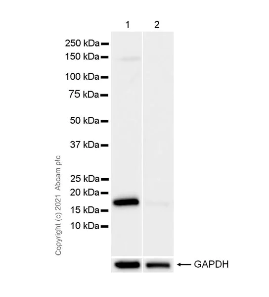 Western blot - Anti-Cofilin (phospho S3) antibody [EPR24753-28] (AB283500)