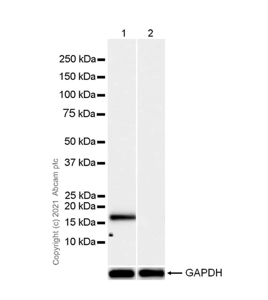 Western blot - Anti-Cofilin (phospho S3) antibody [EPR24753-28] (AB283500)