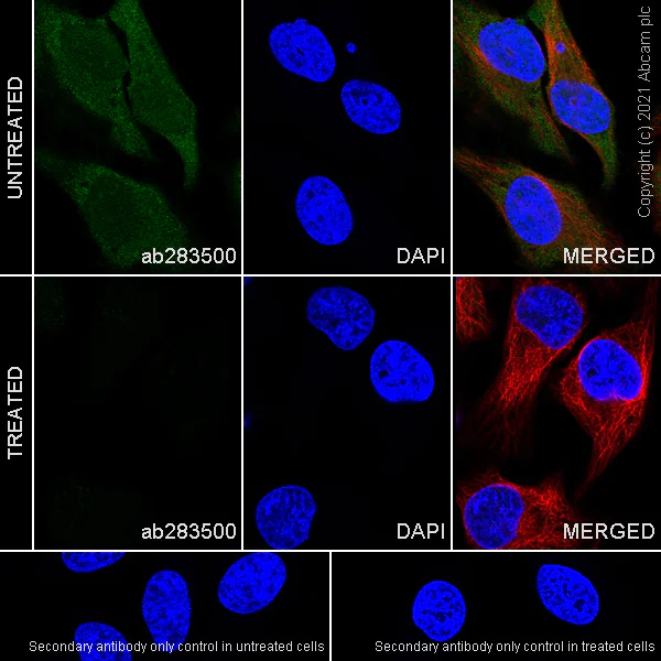 Immunocytochemistry/ Immunofluorescence - Anti-Cofilin (phospho S3) antibody [EPR24753-28] - BSA and Azide free (AB283513)