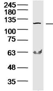 Western blot - Anti-COG1 antibody (AB217869), expandable thumbnail