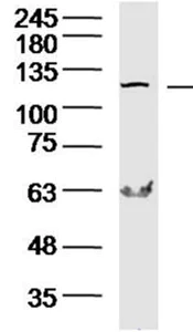 Western blot - Anti-COG1 antibody (AB217869)