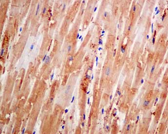 Anti-COG4 antibody [EPR10111]