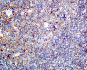 Immunohistochemistry (Formalin/PFA-fixed paraffin-embedded sections) - Anti-COG4 antibody [EPR10111] - BSA and Azide free (AB249103)