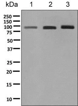 Western blot - Anti-COG4 antibody [EPR10111] - BSA and Azide free (AB249103)