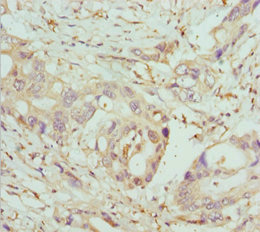 Immunohistochemistry (Formalin/PFA-fixed paraffin-embedded sections) - Anti-COG5 antibody (AB229830), expandable thumbnail