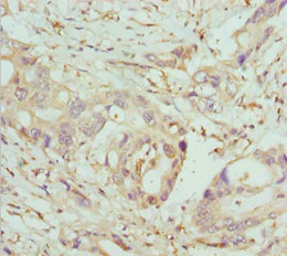 Immunohistochemistry (Formalin/PFA-fixed paraffin-embedded sections) - Anti-COG5 antibody (AB229830)