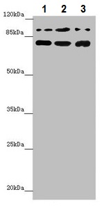 Western blot - Anti-COG5 antibody (AB229830), expandable thumbnail