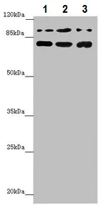 Western blot - Anti-COG5 antibody (AB229830)