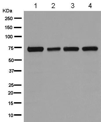 Western blot - Anti-COG6 antibody [EPR14170(B)] - BSA and Azide free (AB250159)