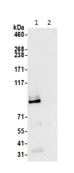 Immunoprecipitation - Anti-COG7 antibody (AB226366)
