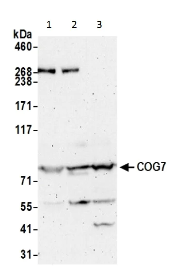 Western blot - Anti-COG7 antibody (AB226366)