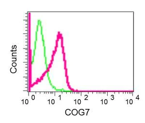 Flow Cytometry (Intracellular) - Anti-COG7 antibody [EPR9942] (AB168362)