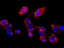 Immunocytochemistry/ Immunofluorescence - Anti-COG7 antibody [EPR9942] - BSA and Azide free (AB249458), expandable thumbnail