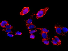 Immunocytochemistry/ Immunofluorescence - Anti-COG7 antibody [EPR9942] - BSA and Azide free (AB249458)