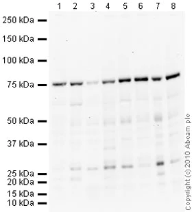 Western blot - Anti-Coilin antibody [IH10] (AB87913)