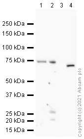 Western blot - Anti-Coilin antibody [IH10] (AB87913)