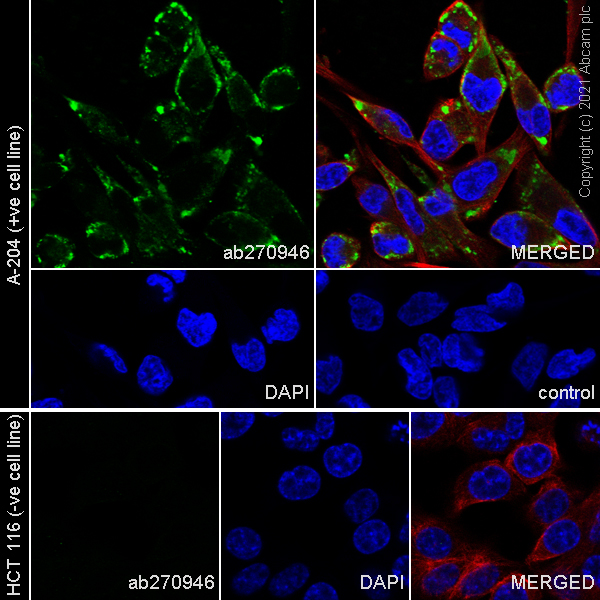 Immunocytochemistry/ Immunofluorescence - Anti-COL11A1 antibody [EPR24327-8] (AB270946)