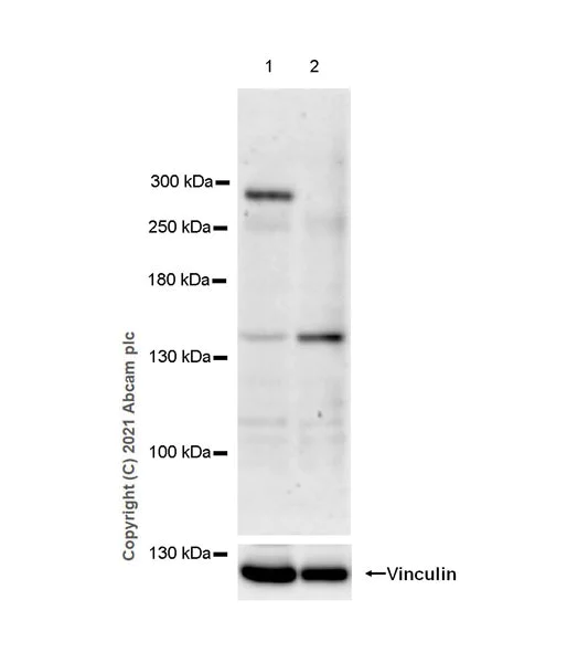 Western blot - Anti-COL11A1 antibody [EPR24327-8] (BSA and Azide free) (AB289725)