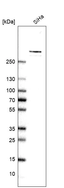 Western blot - Anti-COL12A1 antibody (AB121304)