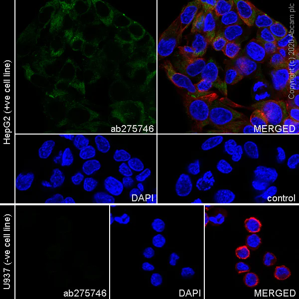 Anti-COL18A1 antibody [EPR23481-21] (ab275746) | Abcam