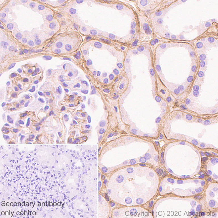 Immunohistochemistry (Formalin/PFA-fixed paraffin-embedded sections) - Anti-COL18A1 antibody [EPR23481-21] (AB275746)