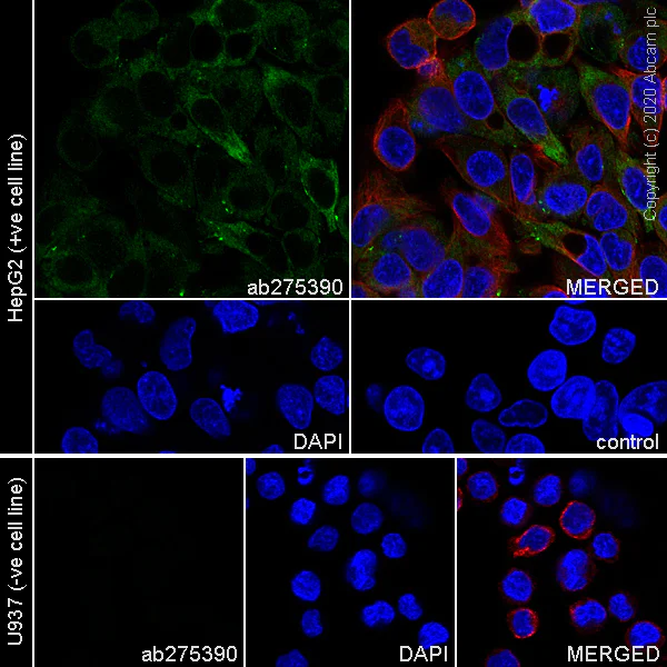Immunocytochemistry/ Immunofluorescence - Anti-COL18A1 antibody [EPR23481-240] - BSA and Azide free (AB275394)