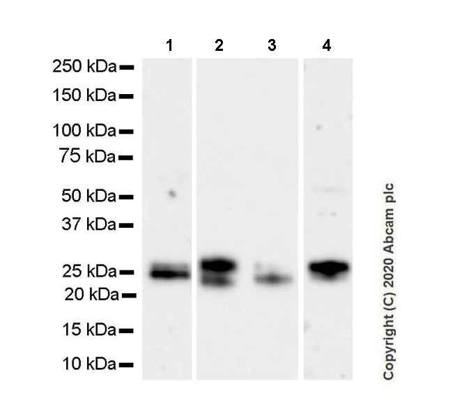 Western blot - Anti-COL18A1 antibody [EPR23481-240] - BSA and Azide free (AB275394)