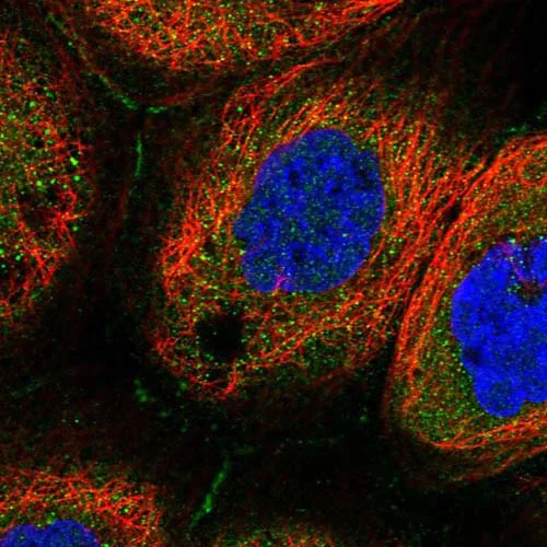 Immunocytochemistry/ Immunofluorescence - Anti-COL19A1 antibody (AB122793)