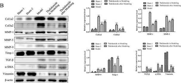 Western blot - Anti-COL1A2 antibody (AB96723), expandable thumbnail