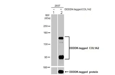 Western blot - Anti-COL1A2 antibody (AB96723)