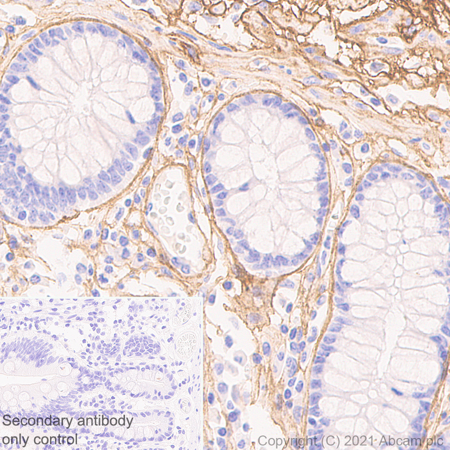 Anti-COL1A2 antibody [EPR24262-52] - BSA and Azide free
