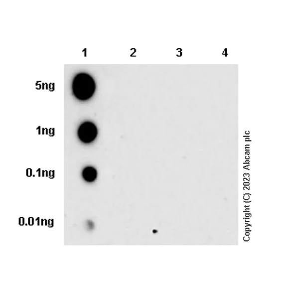 Dot Blot - Anti-COL1A2 antibody [EPR27415-30] - BSA and Azide free (AB308456)