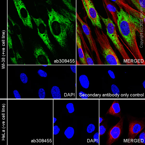 Immunocytochemistry/ Immunofluorescence - Anti-COL1A2 antibody [EPR27415-30] - BSA and Azide free (AB308456)