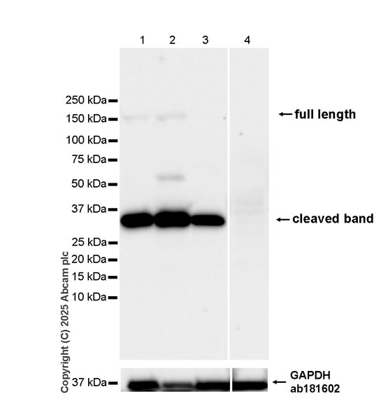 Western blot - Anti-COL1A2 antibody [EPR29717-534] (AB323563), expandable thumbnail