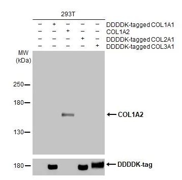 Western blot - Anti-COL1A2 antibody [HL2049] (AB308221), expandable thumbnail