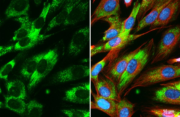 Immunocytochemistry/ Immunofluorescence - Anti-COL4A1 antibody [HL1351] (AB308360), expandable thumbnail