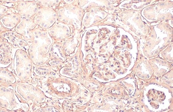 Immunohistochemistry paraffin embedded sections - Anti-COL4A1 antibody [HL1351] (AB308360), expandable thumbnail