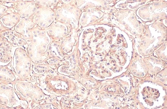 Immunohistochemistry paraffin embedded sections - Anti-COL4A1 antibody [HL1351] (AB308360)