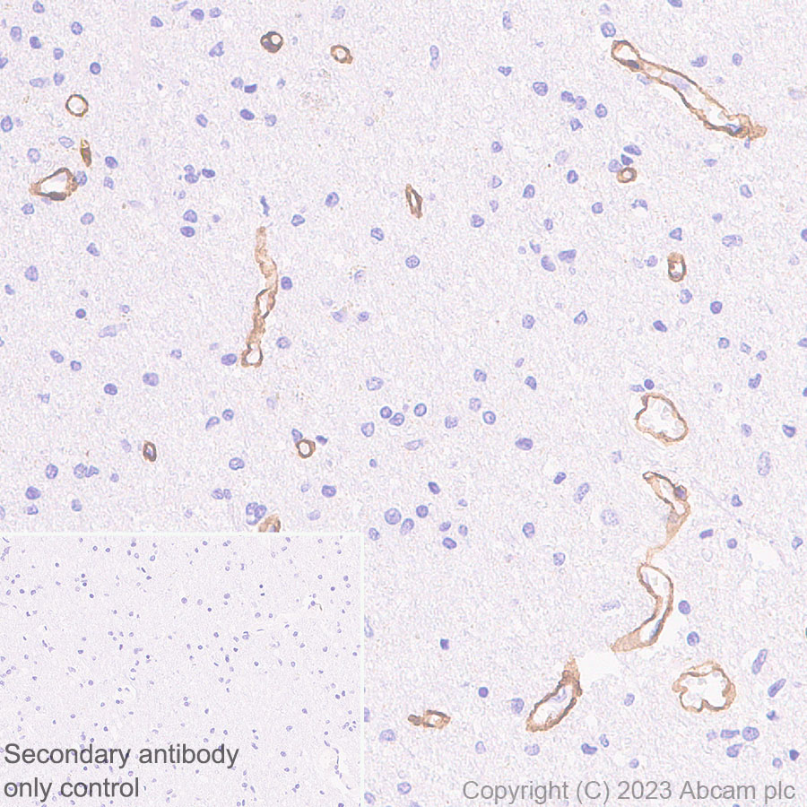 Immunohistochemistry (Formalin/PFA-fixed paraffin-embedded sections) - Anti-COL4A2 antibody [EPR25363-49] - BSA and Azide free (AB316100), expandable thumbnail