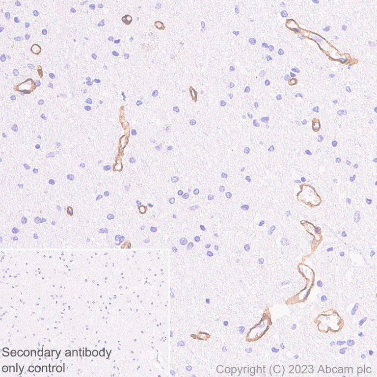 Immunohistochemistry (Formalin/PFA-fixed paraffin-embedded sections) - Anti-COL4A2 antibody [EPR25363-49] - BSA and Azide free (AB316100)