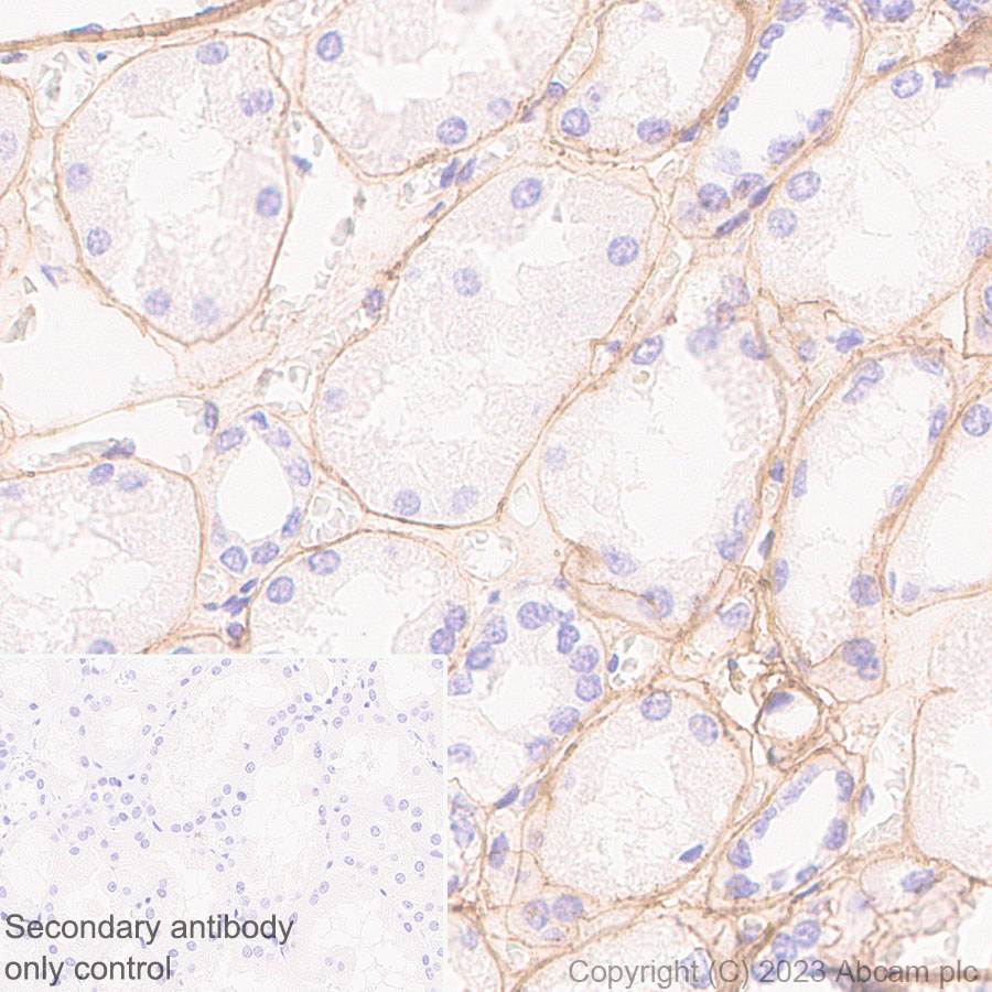Immunohistochemistry (Formalin/PFA-fixed paraffin-embedded sections) - Anti-COL4A2 antibody [EPR25363-49] - BSA and Azide free (ab316100), expandable thumbnail