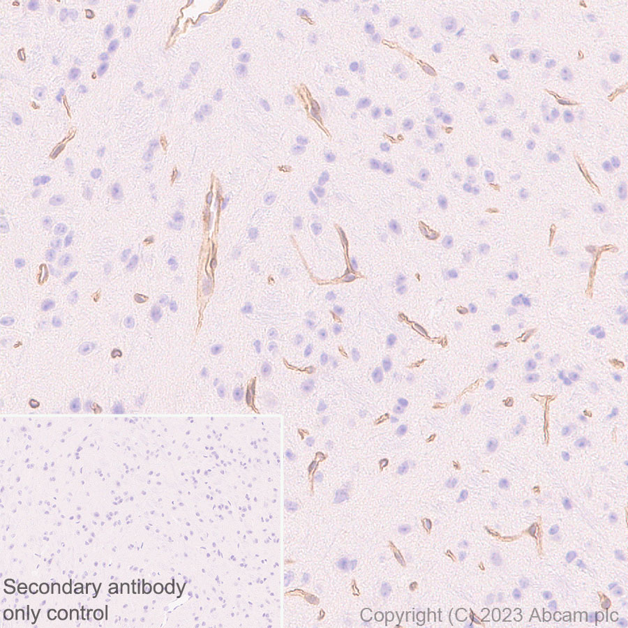 Immunohistochemistry (Formalin/PFA-fixed paraffin-embedded sections) - Anti-COL4A2 antibody [EPR25363-49] - BSA and Azide free (AB316100), expandable thumbnail