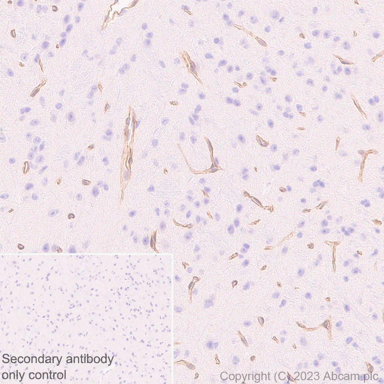 Immunohistochemistry (Formalin/PFA-fixed paraffin-embedded sections) - Anti-COL4A2 antibody [EPR25363-49] - BSA and Azide free (AB316100)