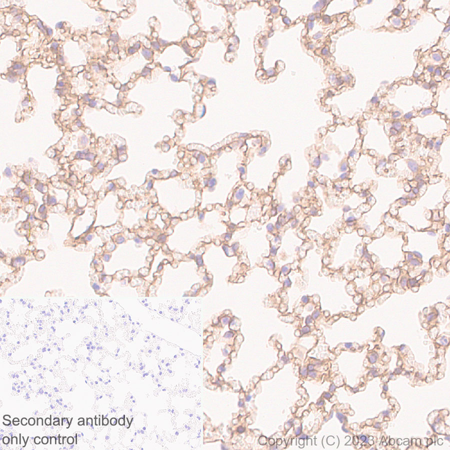 Immunohistochemistry (Formalin/PFA-fixed paraffin-embedded sections) - Anti-COL4A2 antibody [EPR25363-49] - BSA and Azide free (AB316100), expandable thumbnail